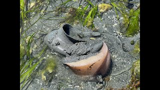 Northern Moonsnail pushing her egg collar up to the surface [upl. by Collen159]