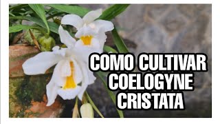 COMO CULTIVAR COELOGYNE CRISTATA [upl. by Garrison]