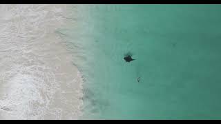 Woman Swims With Manta Ray [upl. by Gausman]