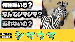 ひとくち動物図鑑50 シマウマ～何種類いる？見分け方は？なんでシマシマ？乗れないの？～ VOICEROID解説 [upl. by Gillmore275]