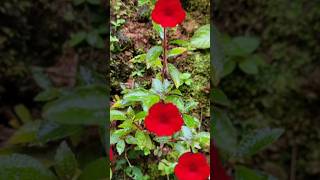 Achimenes plant kerala garden ideas youtubeshorts trendingshorts flowers  shorts feed [upl. by Bailey]