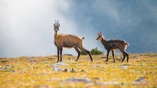 Αγριόδια στον Όλυμπο Rupicapra rupicarpra Balcanica [upl. by Assirrec]