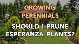 Should I Prune Esperanza Plants [upl. by Birmingham]