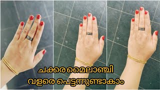 ചക്കര വെച്ച് മാത്രം ചക്കരമൈലാഞ്ചി ഉണ്ടാക്കാം JINSINA MUNEER [upl. by Nameloc]