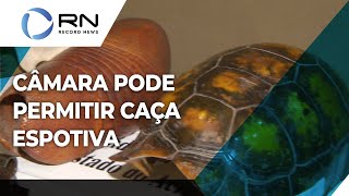 Câmara pode permitir caça esportiva no Brasil [upl. by Leizahaj]