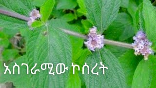 ethiopian foodኮሰረት🍂ኮሠረት ቅጠልLippia Abyssinica [upl. by Liartnod]