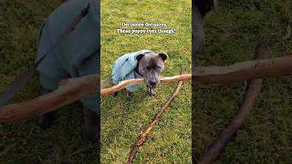 The Double Stick Dilemma 😅 bluestaffy dog englishstaffy [upl. by Kcirdde]