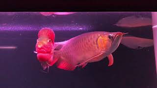 Arowana and Flowerhorn in the same tank [upl. by Ylrahc]