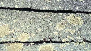 Lichen Growth On Roofs In Maine [upl. by Atiruam]