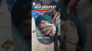 Bought Fresh Milk Grouper at the Busy Fish Market – Do You Know This Fish Fact [upl. by Sulamith389]