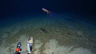 Magnapinna  Bigfin squid A rare sighting in the Tonga Trench [upl. by Nosiram]