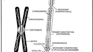 structure of chromosome centrmere chromonema chromomere telomere neet [upl. by Eniruam]