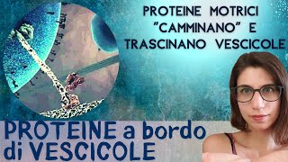 Che cosa sono le proteine motrici le hai già viste in una GIF virale [upl. by Plossl31]