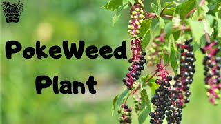 PokeWeed Plant  Medicinal Benefits Uses And Dangers [upl. by Ronacin]