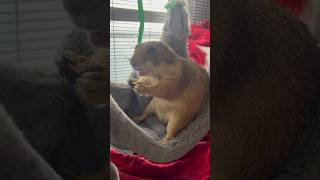 Prairie Dog snacks in her hammock ☺️ [upl. by Hailee]