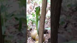 කදුකර බෝදිලිමා  Humpnosed Lizard srilanka wildlifeanimals unique [upl. by Annasor]