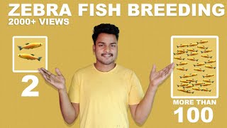 increase your zebra fish count from 2 to 100  zebra fish breeding tamil [upl. by Fredkin553]