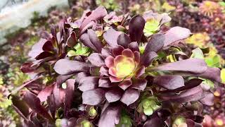 Aeonium ve Para ağacı üretim serası 🌷🌸aeonium paraağacı succulent [upl. by Crim]