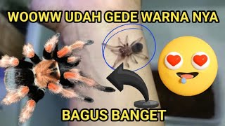 UNBOXING SLING TARANTULA BRACHYPELMA BOEHMIE tarantula brachypelma hewaneksotis [upl. by Sharpe]