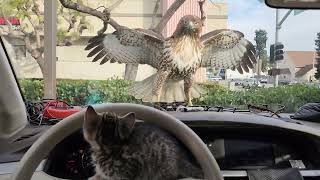 KITTEN ALMOST EATEN BY HAWK [upl. by Germin]