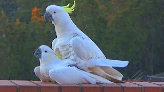 Sweet and Funny Cockatoo Love  Unedited Version [upl. by Adaner]