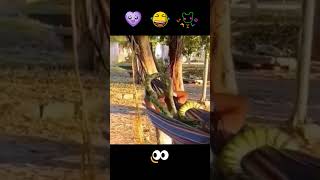 Hilarious Prank Man Gets Pranked with Fake Snake While Napping on Hammock [upl. by Fabrin606]