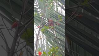 🐦🌿colibrí birds wow nature sweet cute colibrivlogs birdslover relaxing bello beauty [upl. by Eniaj407]