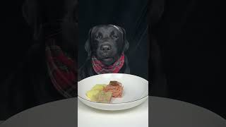 Teaming dumplings Black Labrador Cute dog debut plan Oh my god it smells so good [upl. by Alik821]