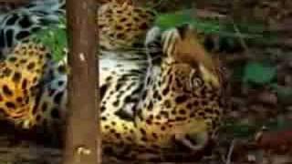 jaguar tastes the hallucinogenic effects of yage [upl. by Fanchette]