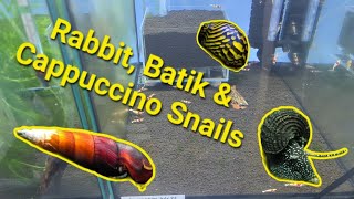 Rabbit snail Nerite Cappuccino snails Shrimp Room Update [upl. by Vadnee]