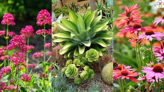 45 Best Drought Tolerant Plants that Grow In Lack of Water [upl. by Raimes645]