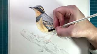 Week 4 of Painting Birds Varied Thrush [upl. by Comstock]