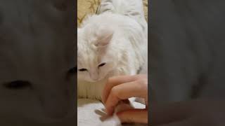 Cute Turkish Angora [upl. by Nanfa]