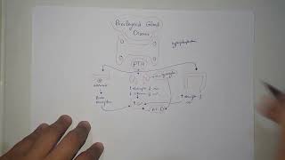 Endocrine Pathology  Hyperparathyroidism amp Hypoparathyroidism [upl. by Rtoip]