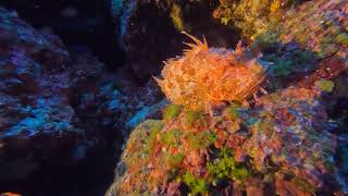 Redfish Filmed in Depths of Giannutri Island [upl. by Ellenej309]