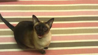 Siamese Cat Meowing [upl. by Mclain]