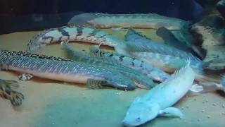 Feeding Eels Gars Lungfish Bichirs amp African Arowana [upl. by Esirahc709]