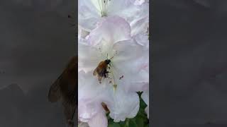 Bumble bee extracting nectar from a flower holisticliving747 [upl. by Bodrogi]