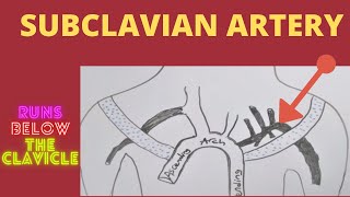 Subclavian Artery [upl. by Savill14]