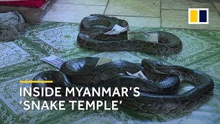 Inside Myanmars snake temple a nirvana for large pythons [upl. by Roon525]