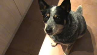 My Blue Heeler Scully Talking [upl. by Inigo13]