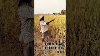 The farmer spraying pesticide on paddy plantsAmazing World Views [upl. by Derfla]