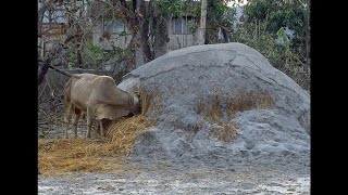 Volcanisme Lévolution des risques [upl. by Aer]