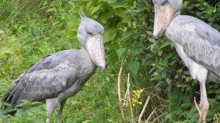 Tandoff Between a Black Swan and Shoebill Stork [upl. by Decato514]