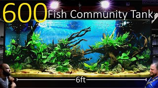 600 Fish Nano Community Tank EPIC 6ft 500 Litre Planted Aquascape Tutorial [upl. by Ddot]