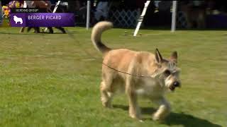 Berger Picards  Breed Judging 2022 [upl. by Tav]