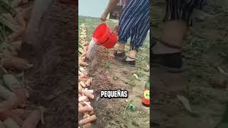 ¿Por qué los chinos prensan madera en los campos de cebollas😮 shortsvideo [upl. by Keri]