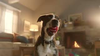 Petsmart TV commercials music [upl. by Bromley]