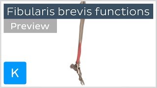 Functions of the fibularis brevis muscle preview  3D Human Anatomy  Kenhub [upl. by Grous]