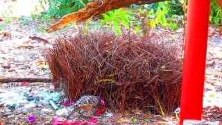 Great bowerbird Chlamydera nuchalis dancing for a female [upl. by Aztilay]